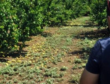 Υπουργός Αγροτικής Ανάπτυξης και Τροφίμων: «Θα εξαντληθούν οι δυνατότητες για να αποζημιωθούν οι αγρότες της Κορινθίας»